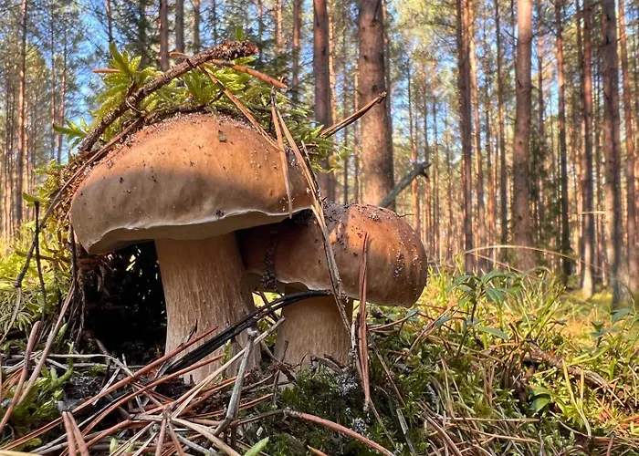 Wschód Nad Polaną 17 Willa *