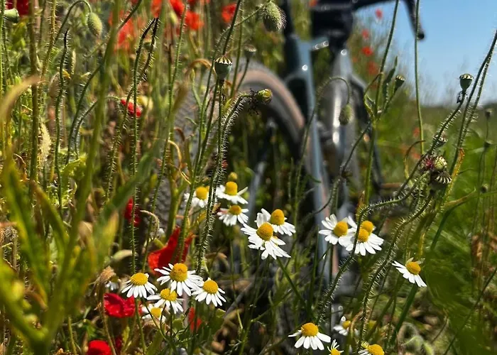 Wschod Nad Polana 17